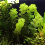 植栽から13日目　カボンバ